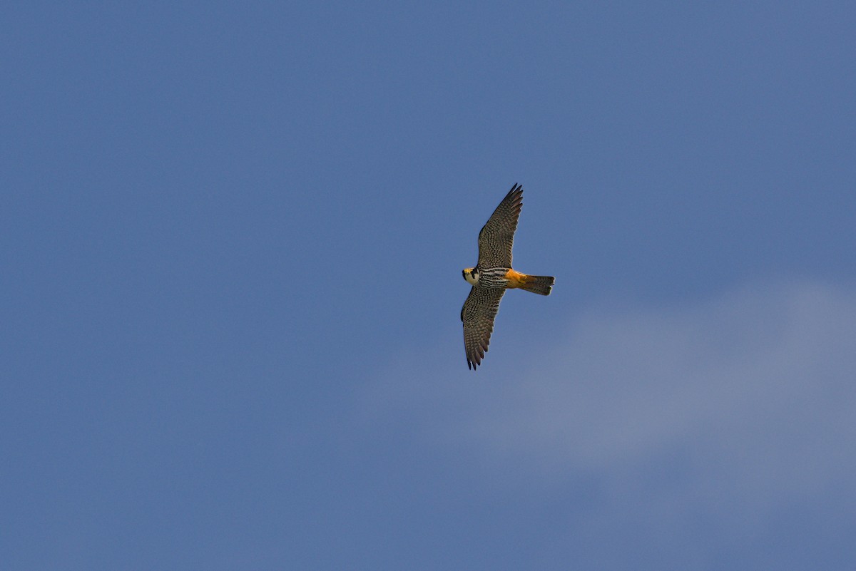 Eurasian Hobby - ML619853473