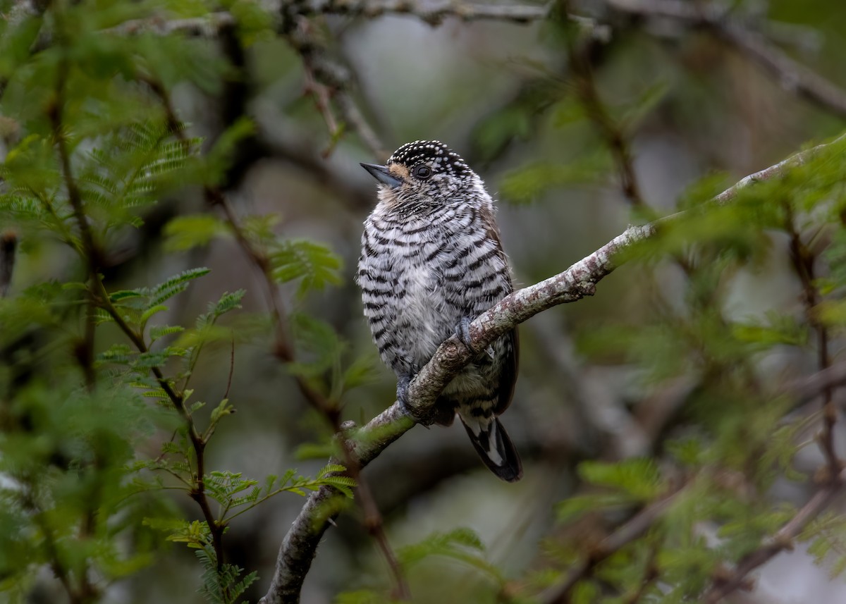 White-barred Piculet - ML619853477
