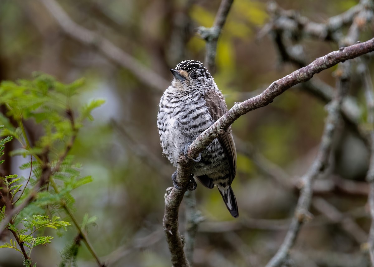 White-barred Piculet - ML619853478