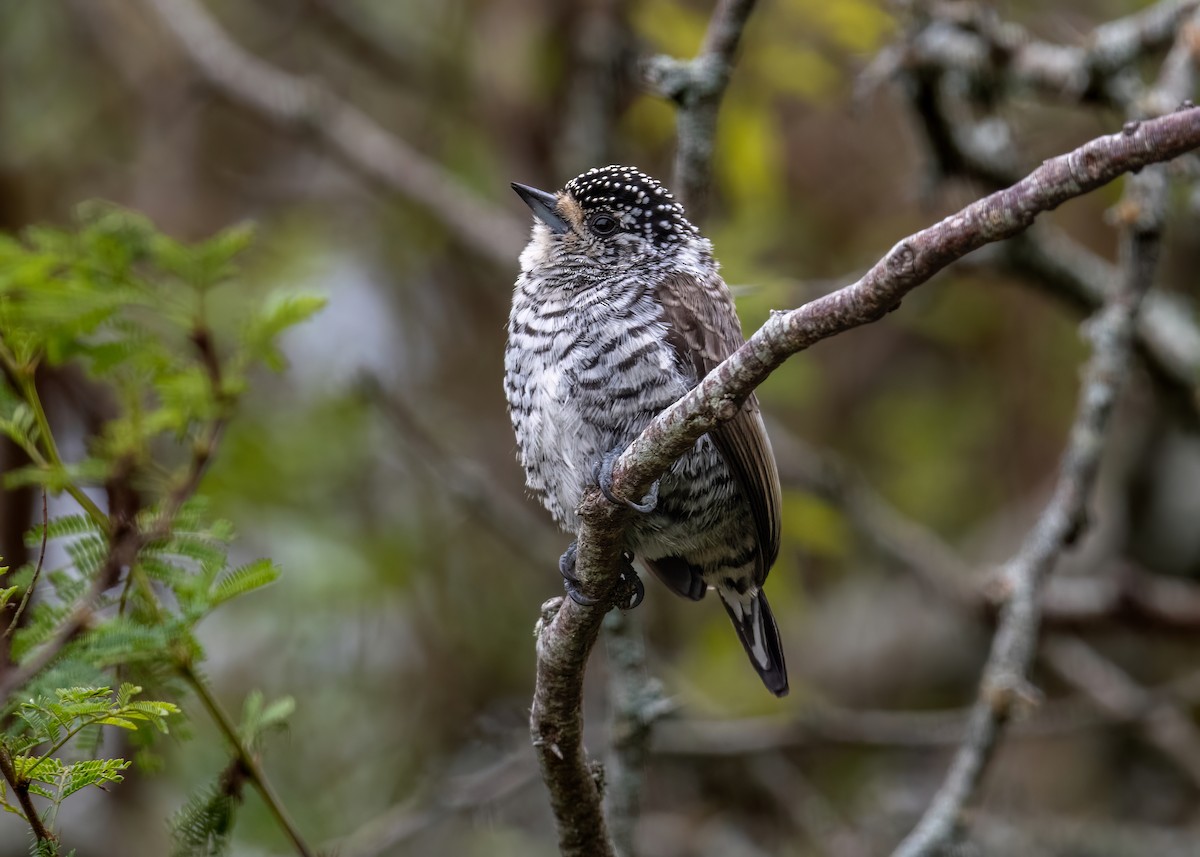 White-barred Piculet - ML619853479