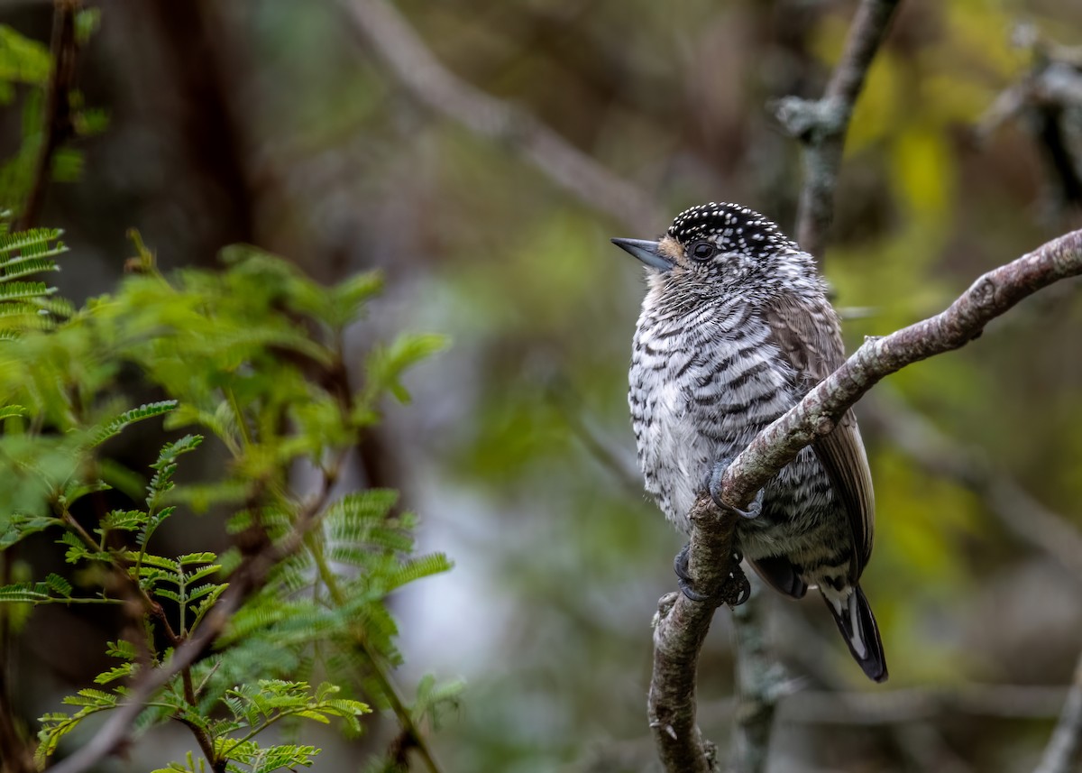 White-barred Piculet - ML619853480
