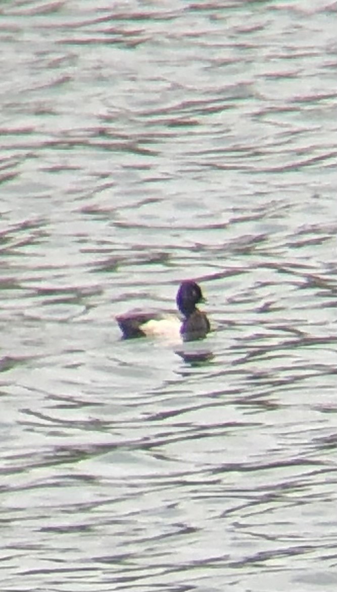 Lesser Scaup - ML619853506