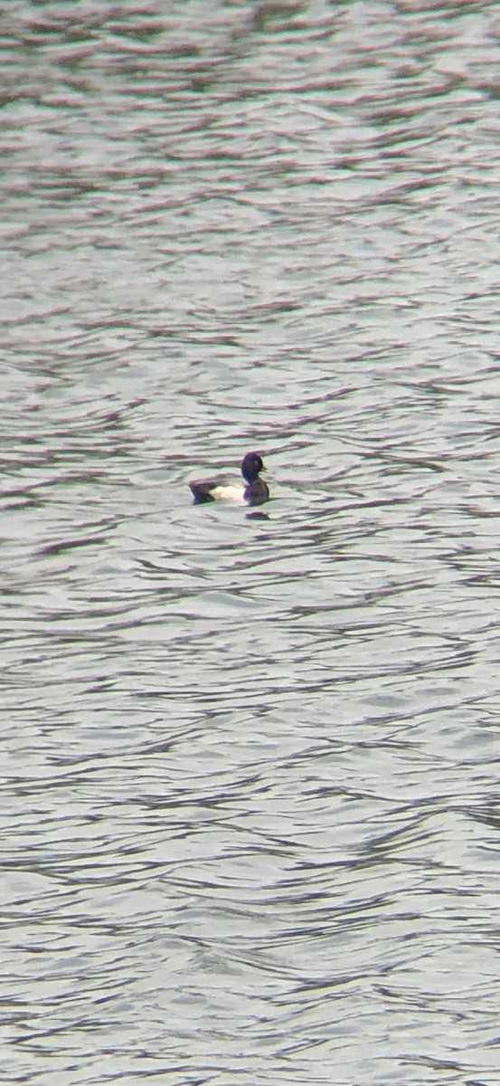 Lesser Scaup - ML619853508