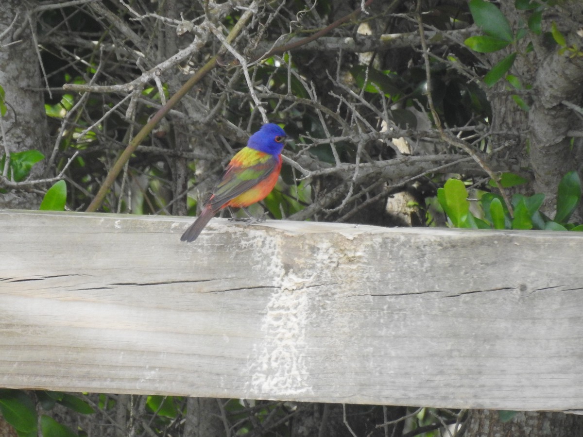 Painted Bunting - ML619853519