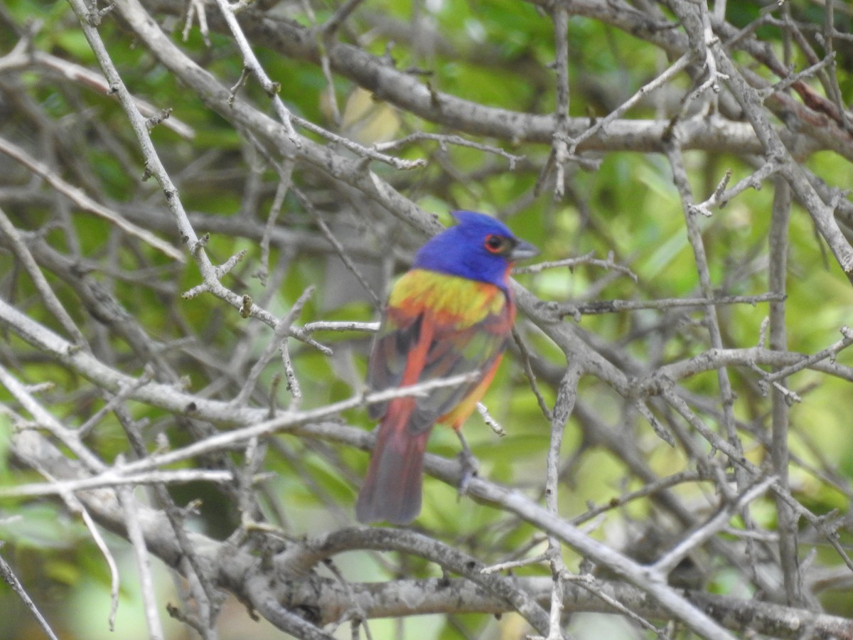 Painted Bunting - ML619853520