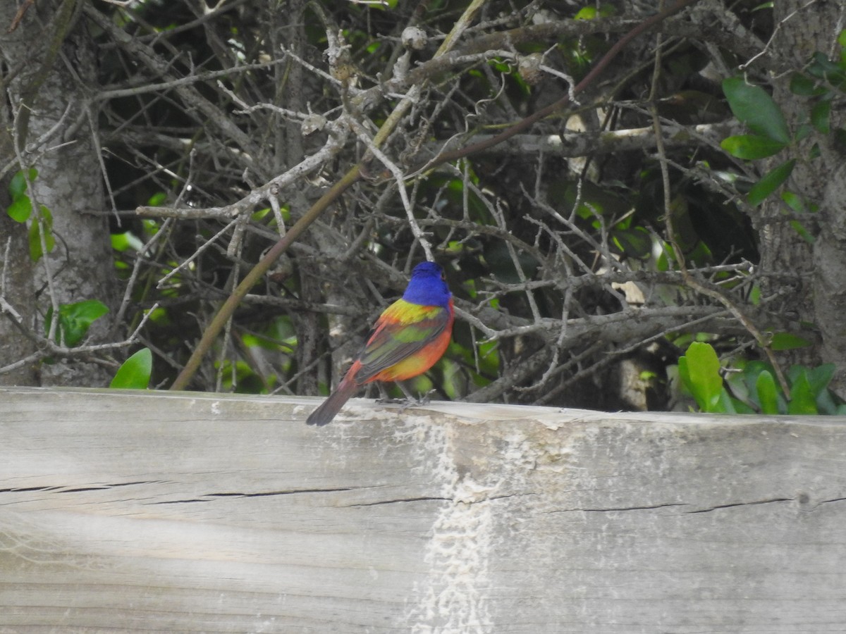 Painted Bunting - ML619853521