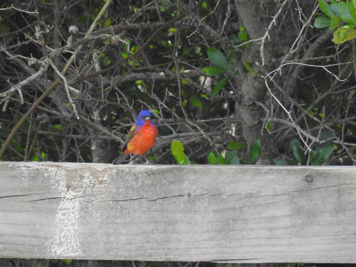 Painted Bunting - ML619853522