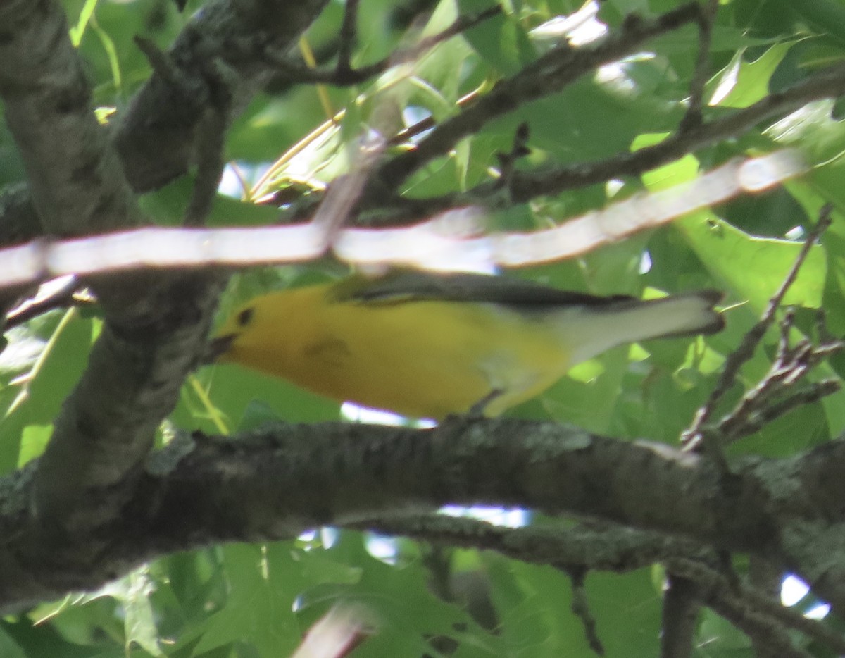 Prothonotary Warbler - ML619853536