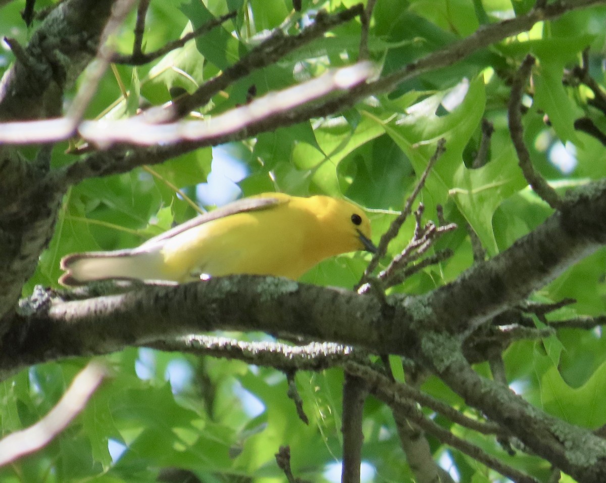 Prothonotary Warbler - ML619853537