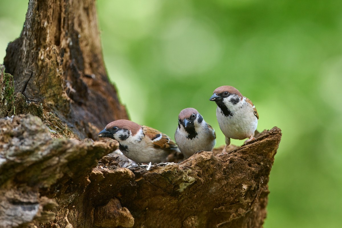 Eurasian Tree Sparrow - ML619853550