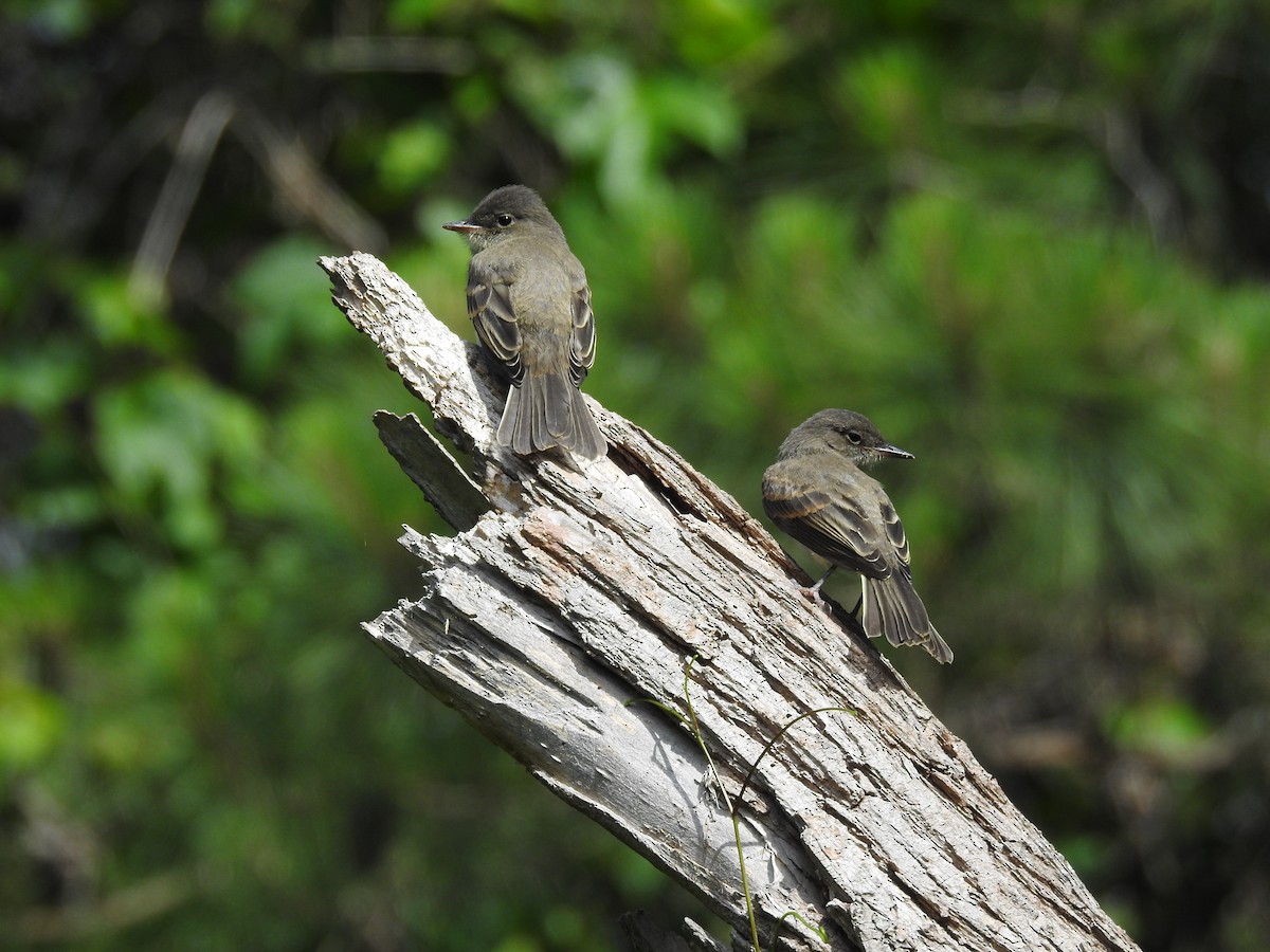 Eastern Phoebe - ML619853560
