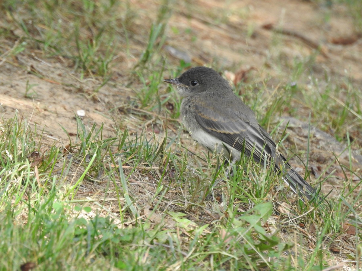 Eastern Phoebe - ML619853561