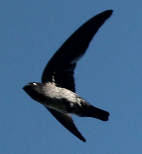 Ridgetop Swiftlet - ML619853565