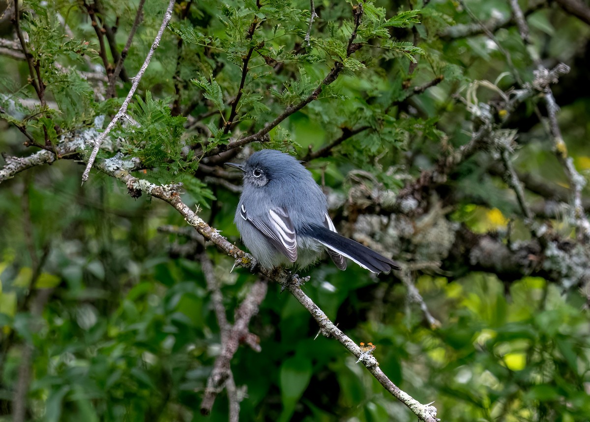 Masked Gnatcatcher - ML619853570