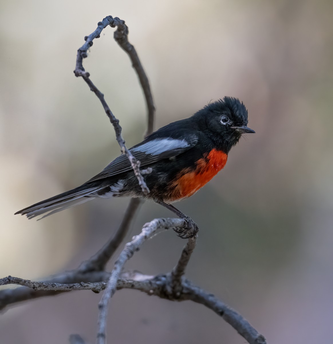 Painted Redstart - ML619853572