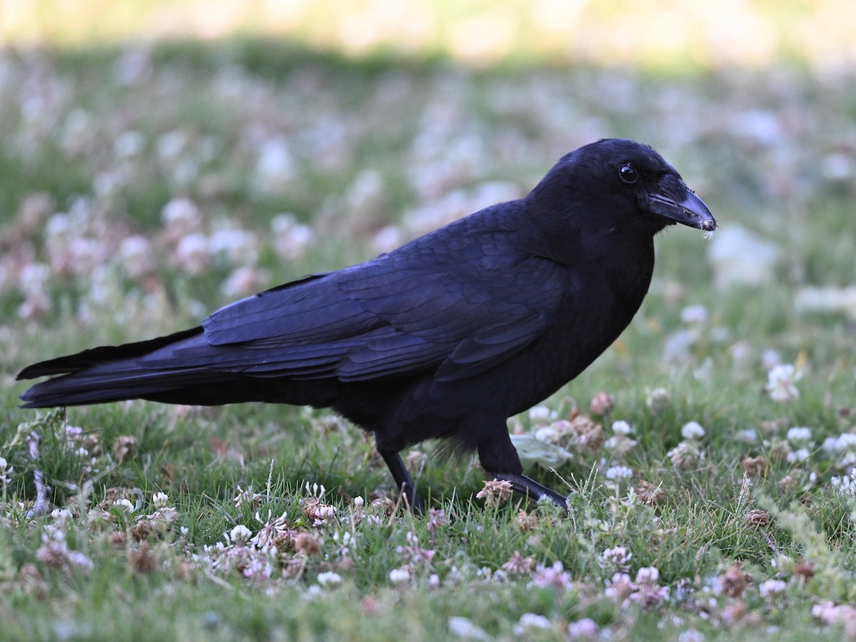 American Crow - ML619853574