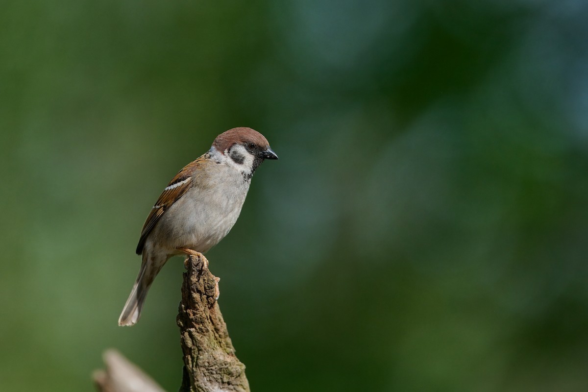 Eurasian Tree Sparrow - ML619853575