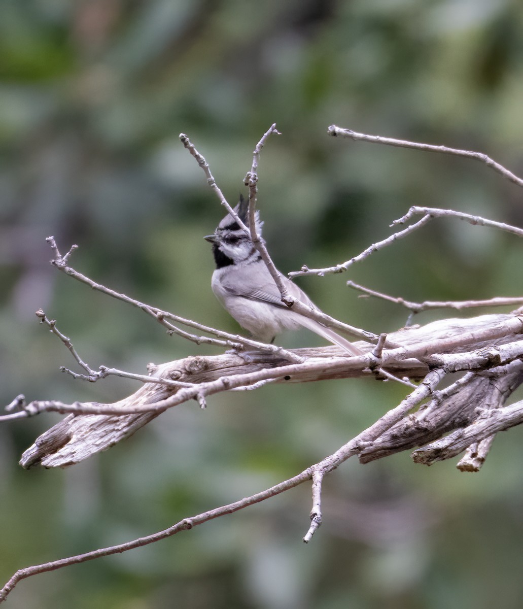 Bridled Titmouse - ML619853594