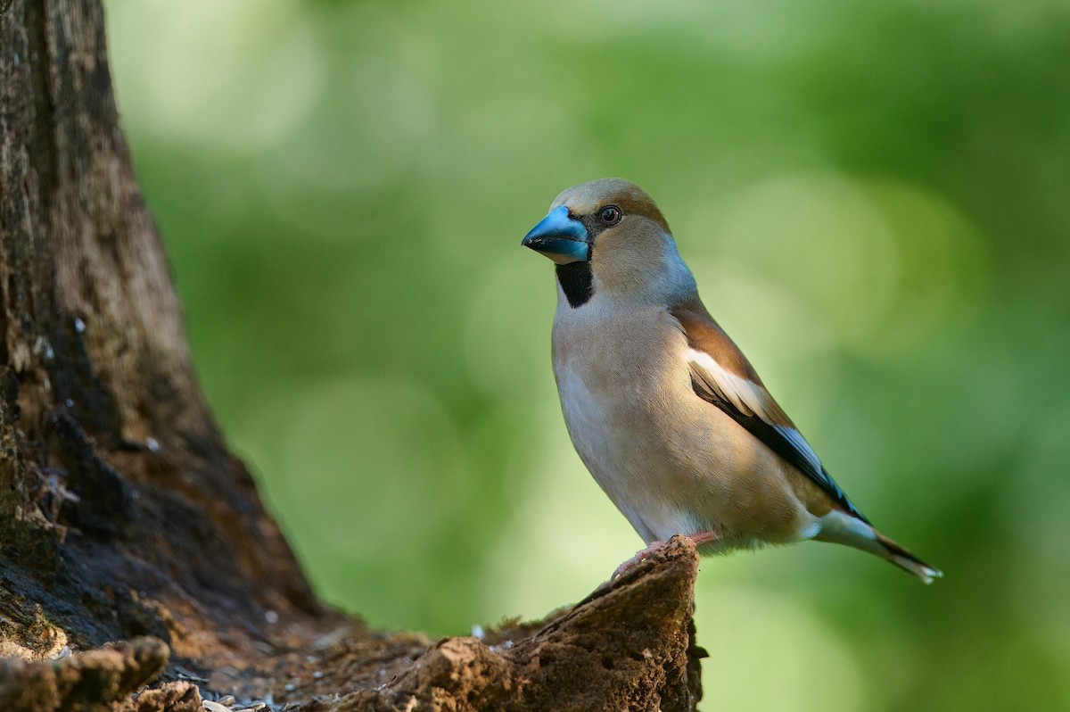 Hawfinch - ML619853596