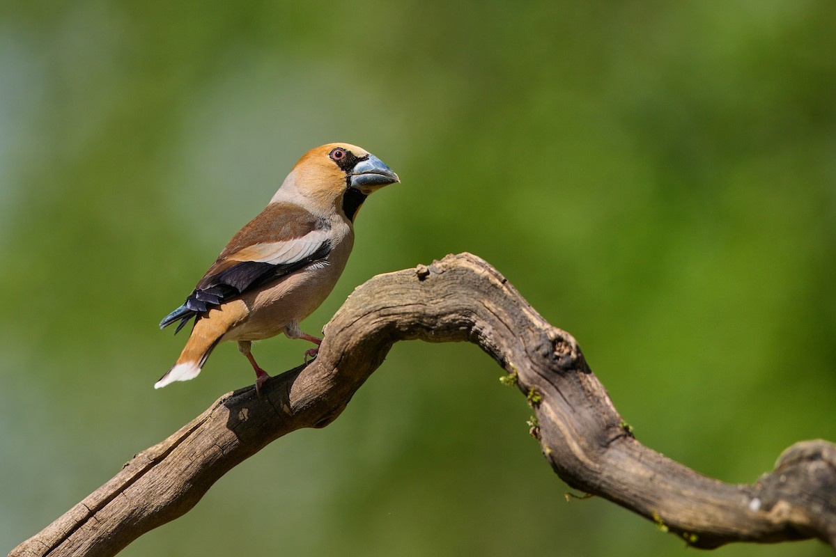 Hawfinch - ML619853597