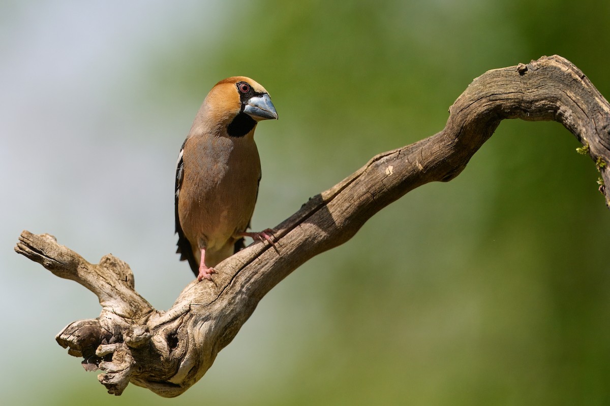 Hawfinch - ML619853598