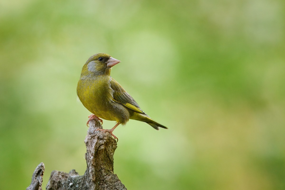 European Greenfinch - ML619853601