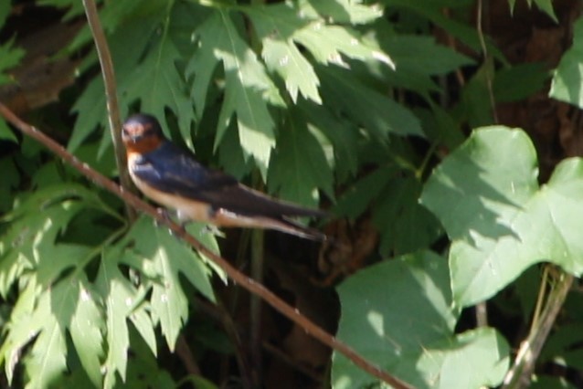 Barn Swallow - ML619853603