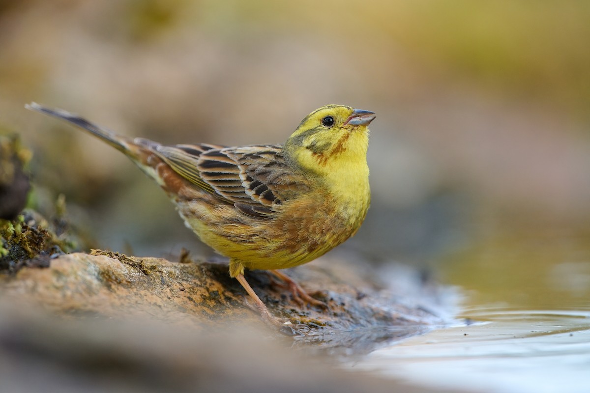 Yellowhammer - ML619853608