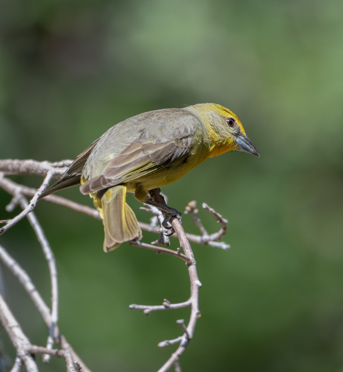Hepatic Tanager - ML619853613