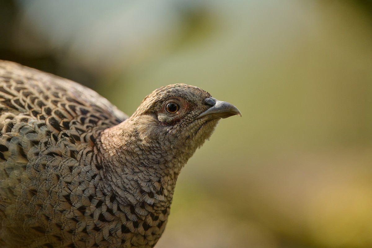 Ring-necked Pheasant - ML619853615