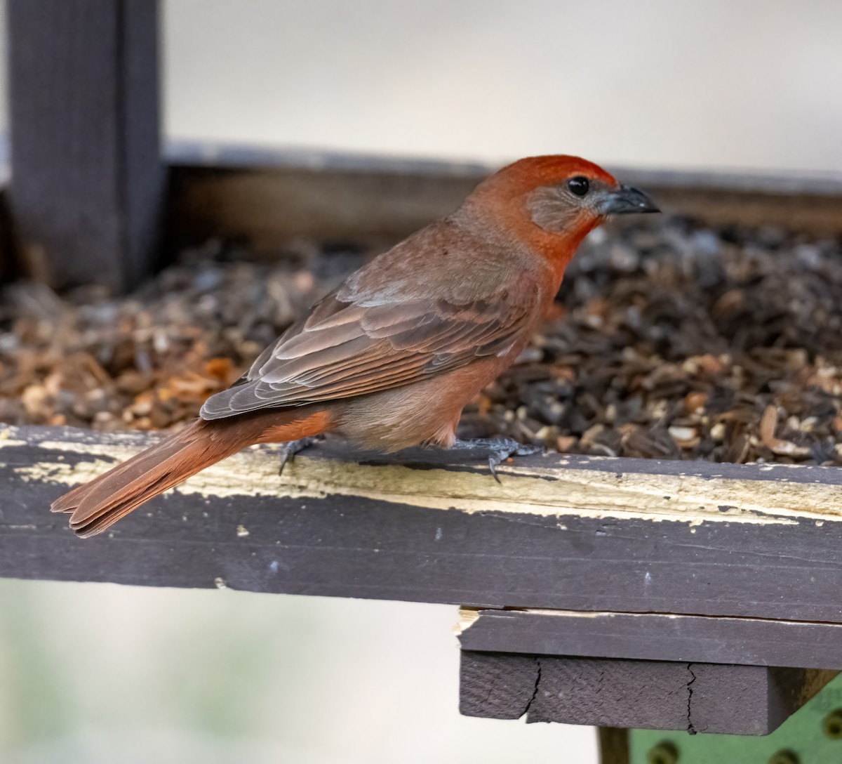 Hepatic Tanager - ML619853619