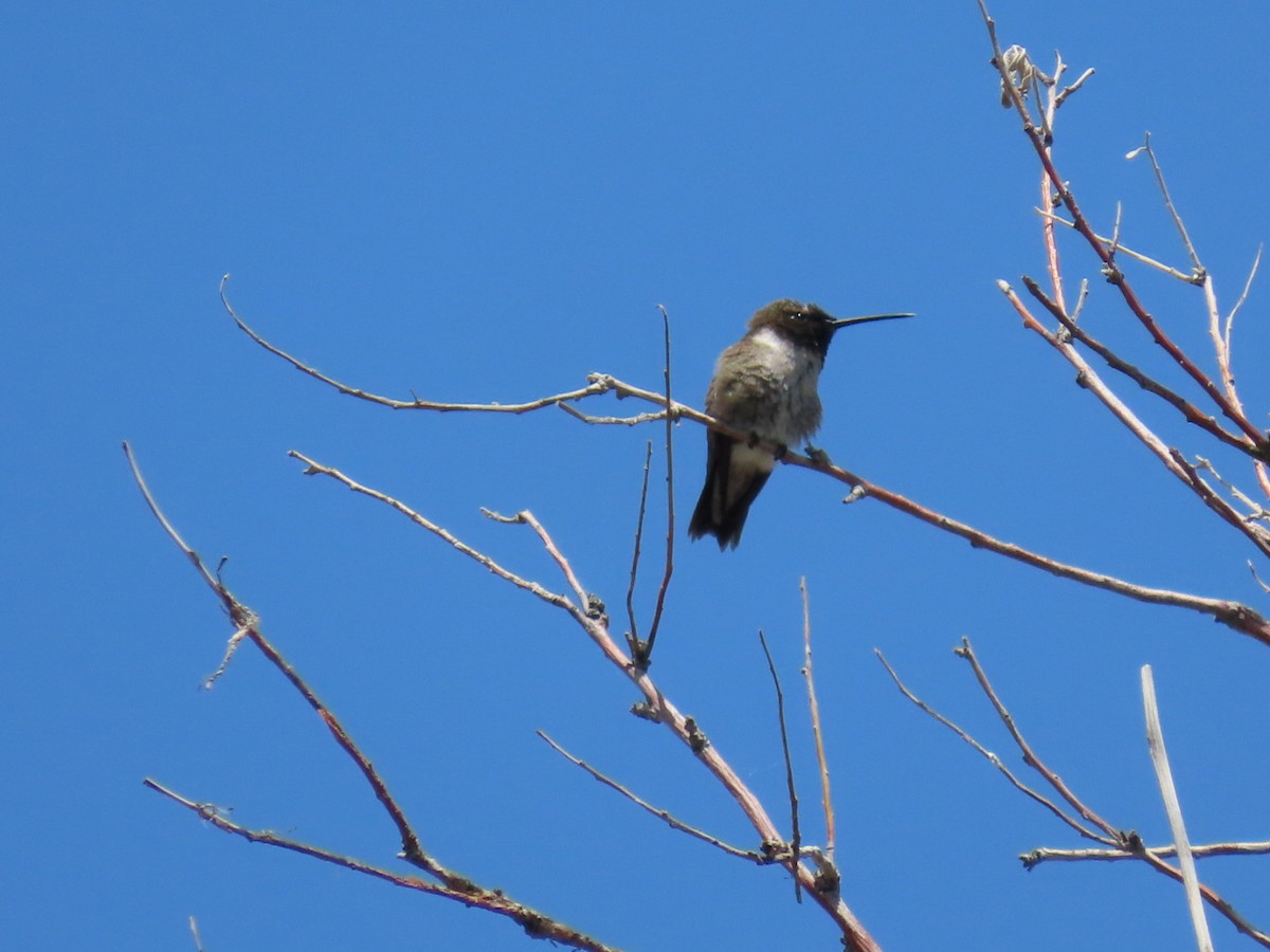 Black-chinned Hummingbird - ML619853620