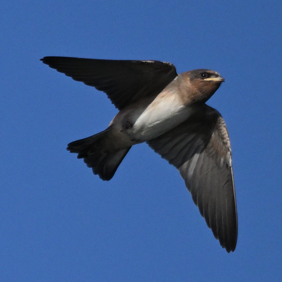 Cliff Swallow - ML619853621