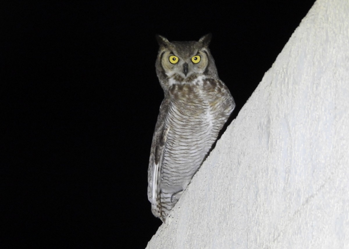 Great Horned Owl - ML619853625