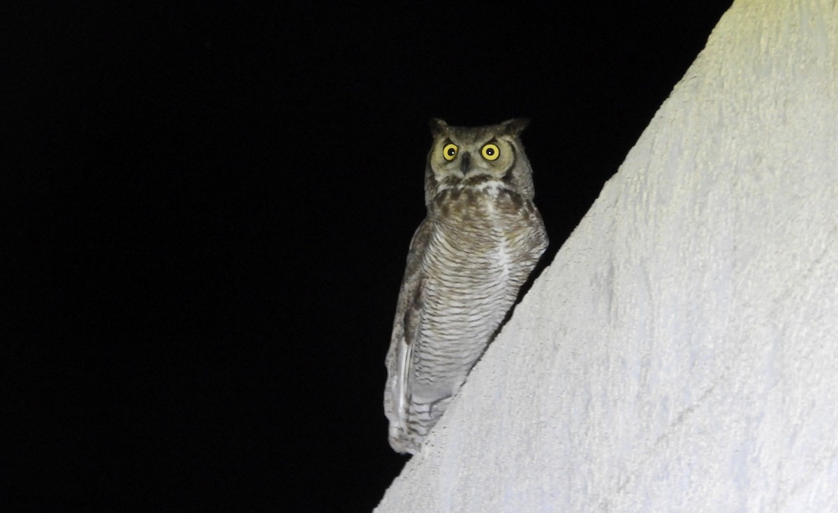 Great Horned Owl - ML619853626