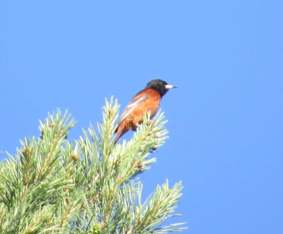 Orchard Oriole - ML619853627