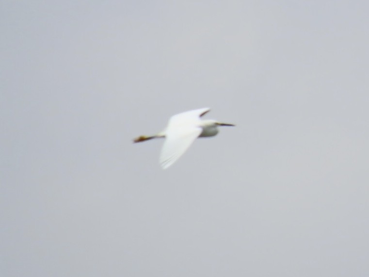 Snowy Egret - ML619853630