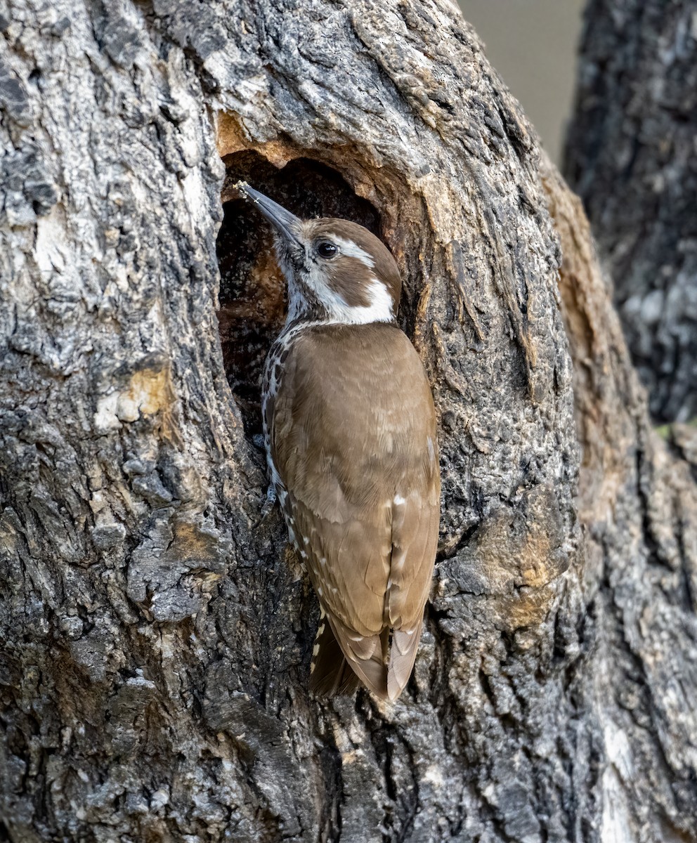 Arizona Woodpecker - ML619853633