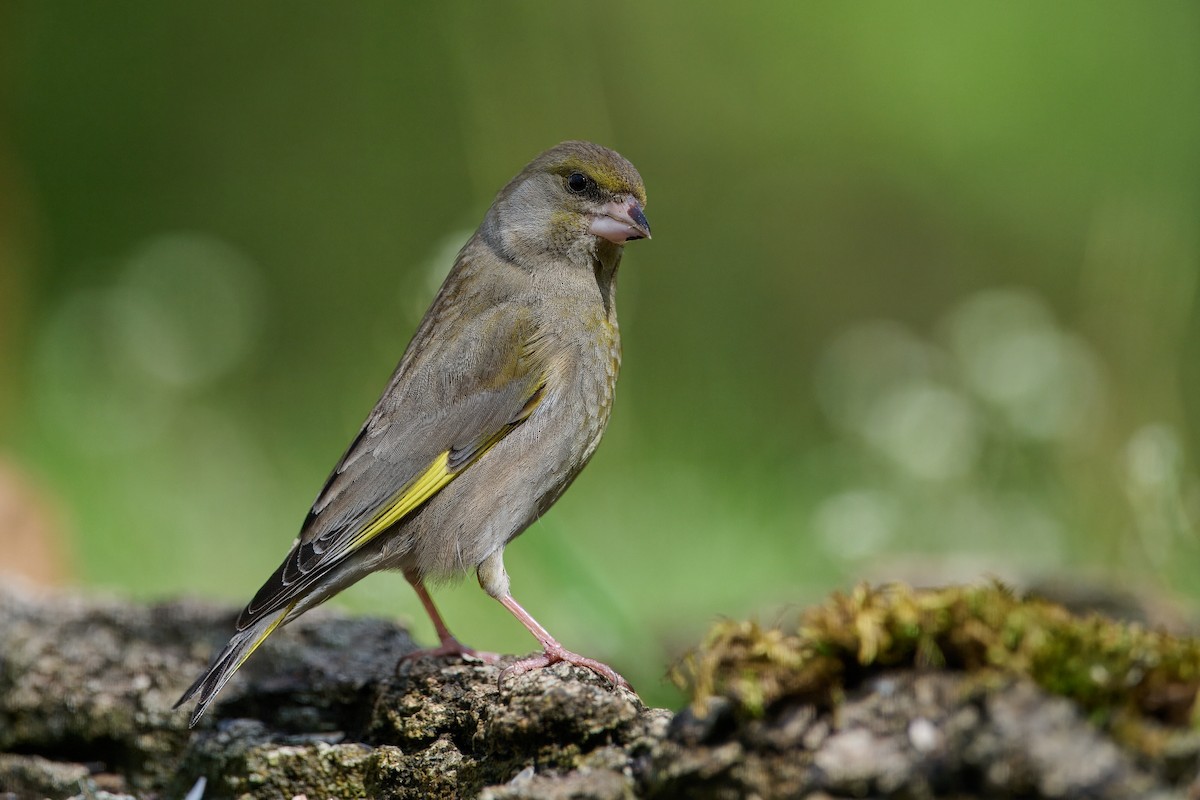 European Greenfinch - ML619853634