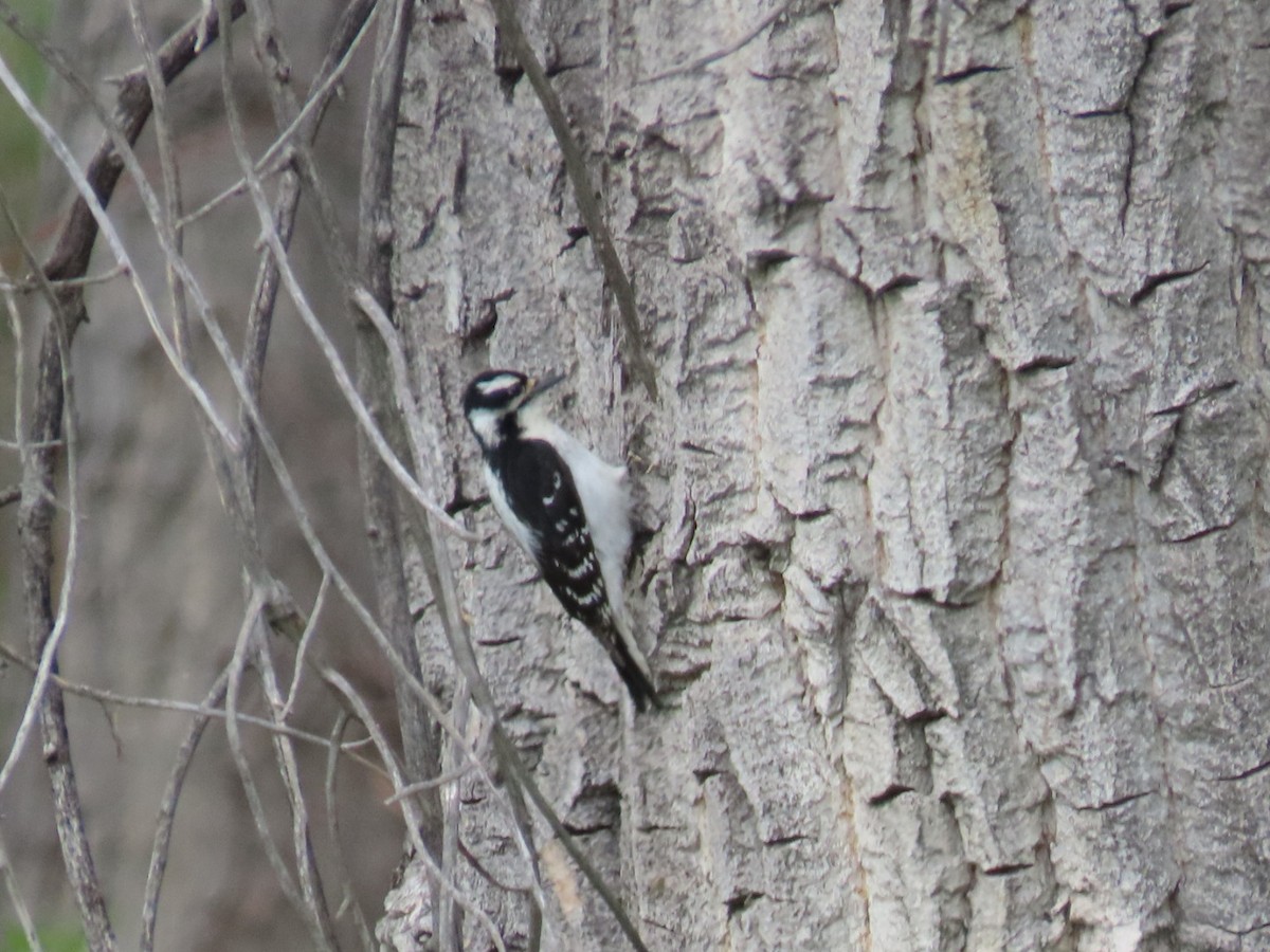 Downy Woodpecker (Eastern) - ML619853645