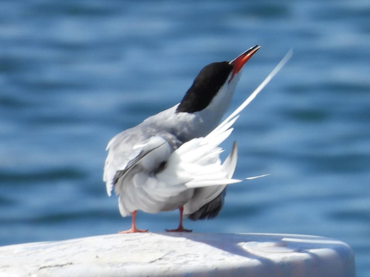 Common Tern - ML619853660