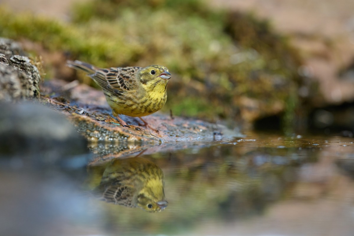 Yellowhammer - ML619853665