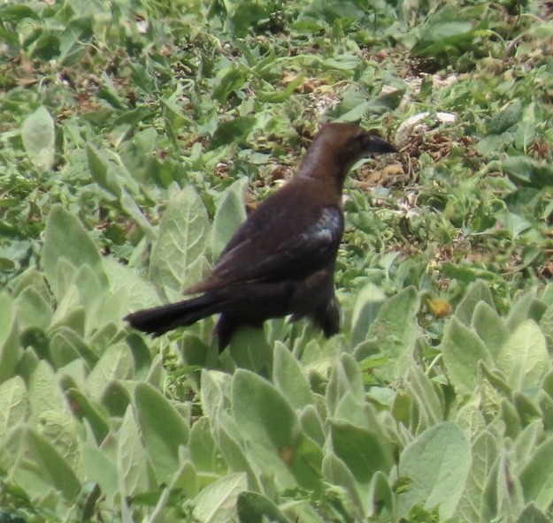 Great-tailed Grackle - ML619853685