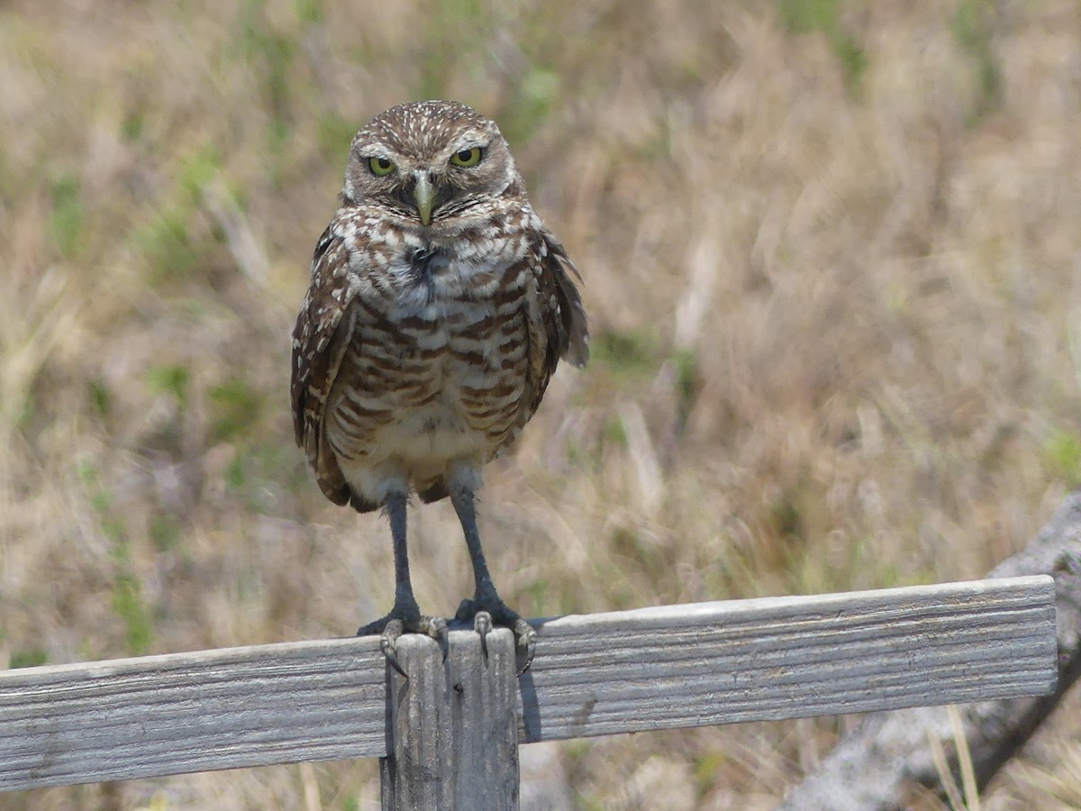 Burrowing Owl - ML619853697