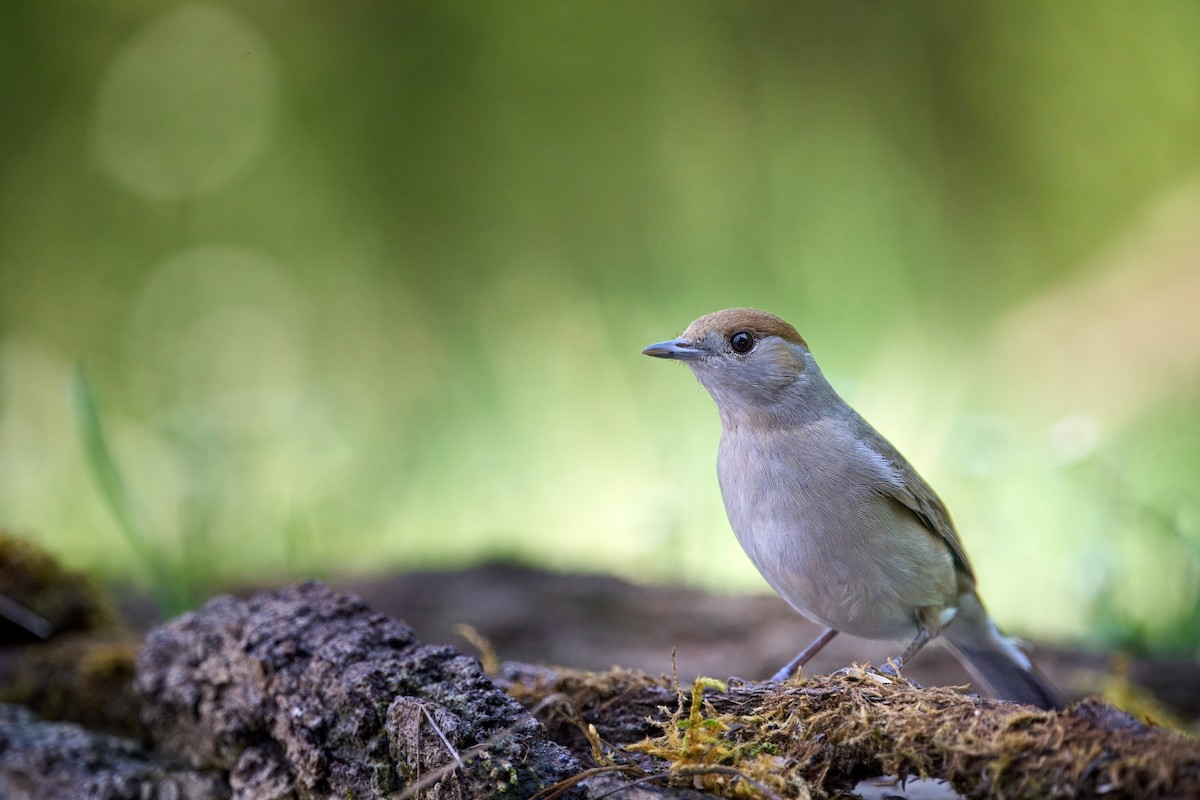 Eurasian Blackcap - ML619853699