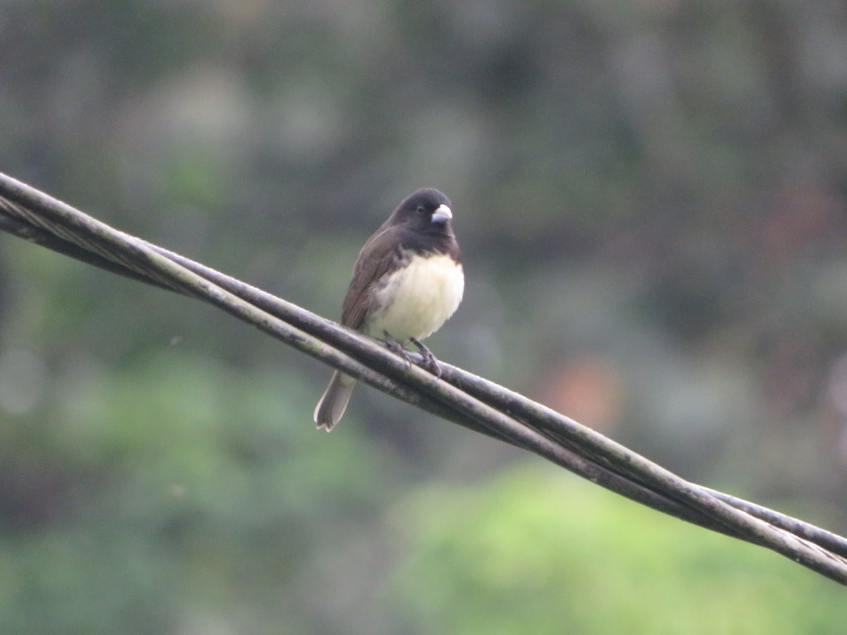 Yellow-bellied Seedeater - ML619853704