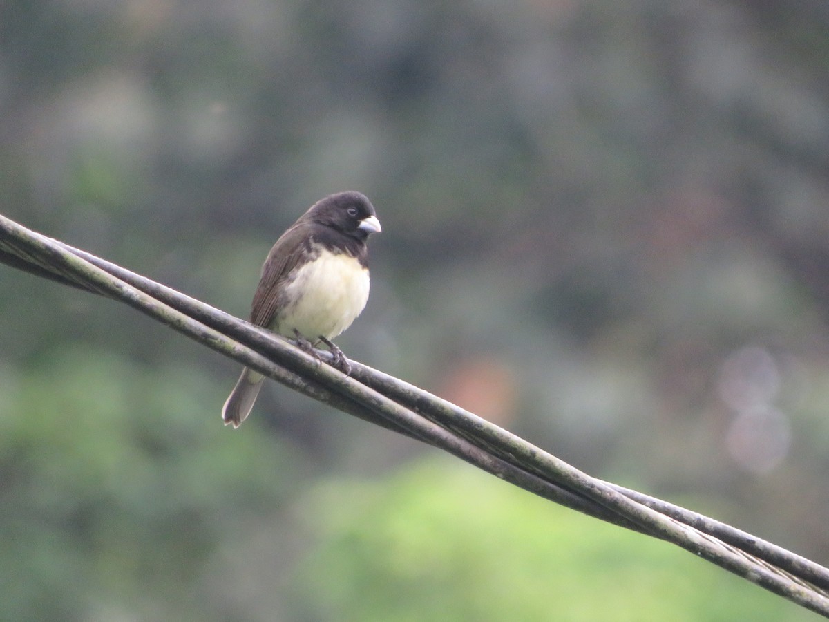 Yellow-bellied Seedeater - ML619853705