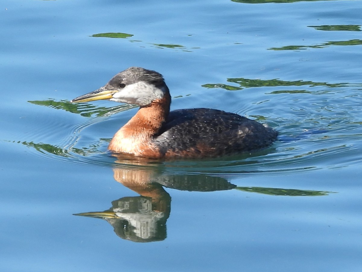 Red-necked Grebe - ML619853712