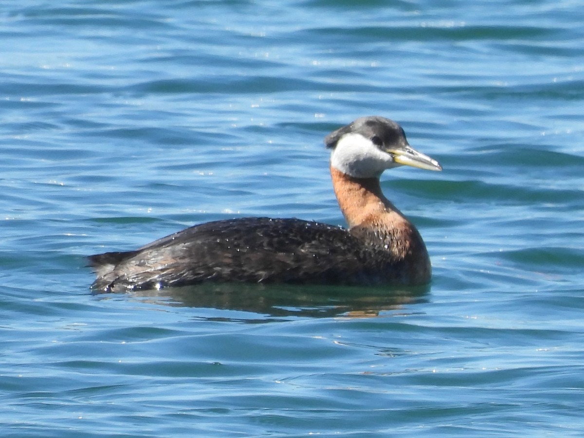 Red-necked Grebe - ML619853714