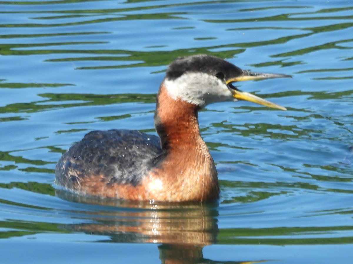 Red-necked Grebe - ML619853715